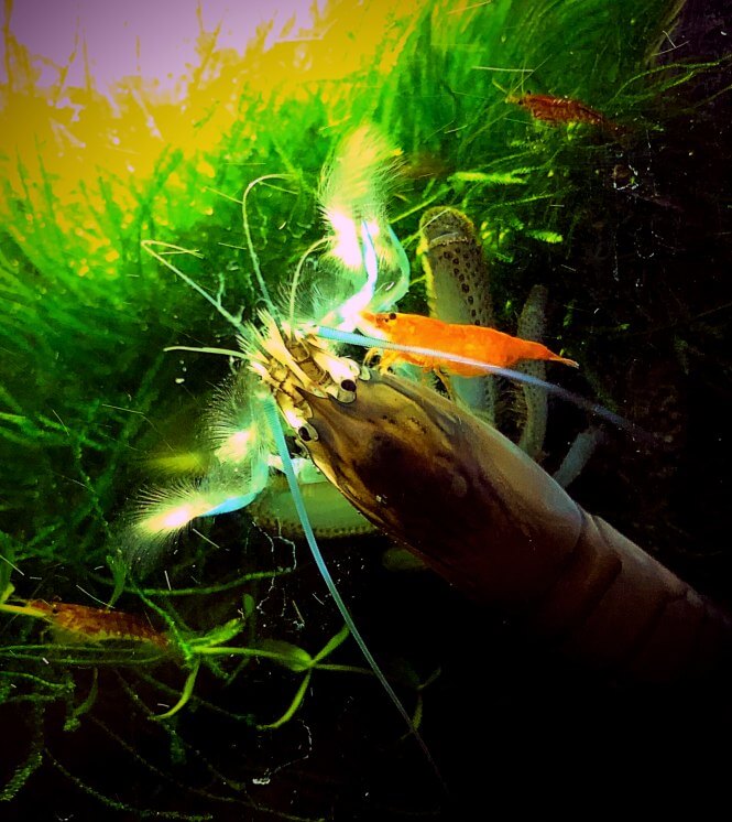 Huge vampire shrimp hanging out with dwarf shrimp.