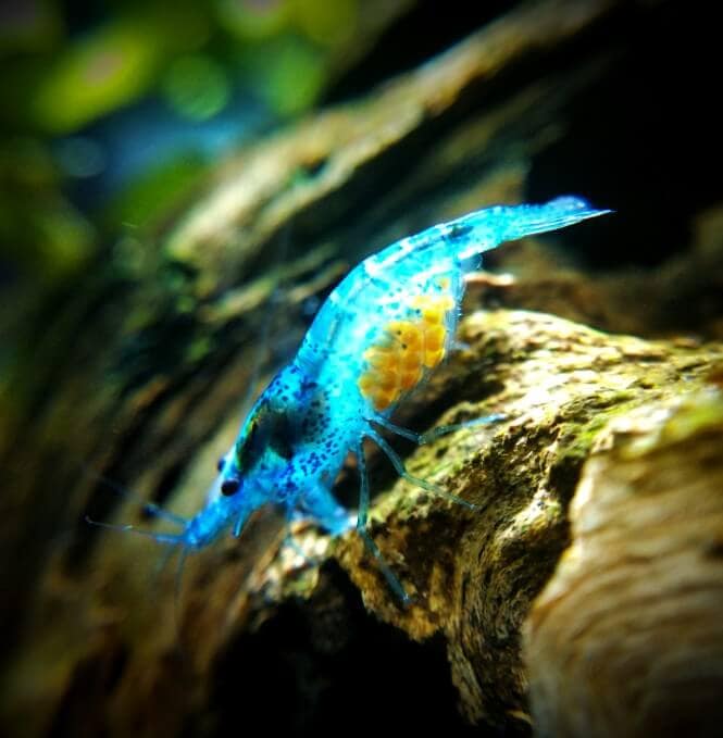 A photo of a blue velvet shrimp that's pregnant.