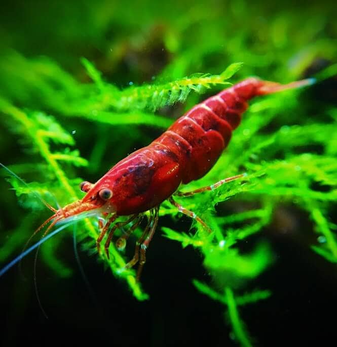 A cherry shrimp on an aquatic plant.