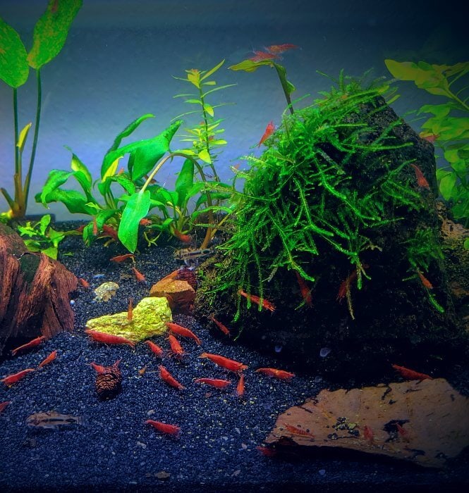 Too many shrimp in a planted tank