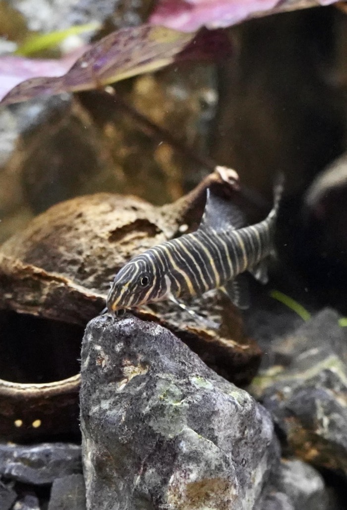a zebra loach resting on a rock