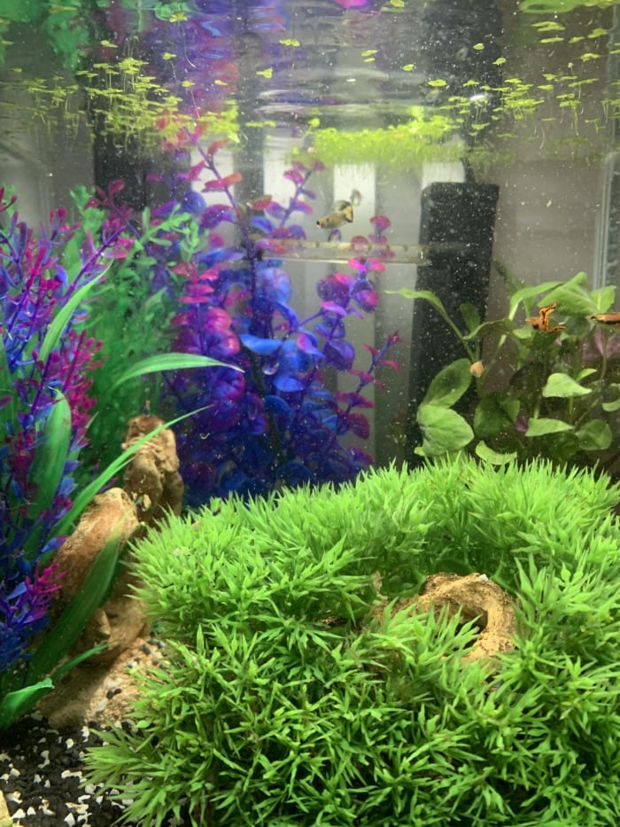 Water change