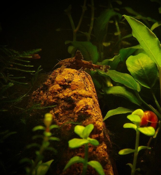 Asian Stone Catfish on a rock in a planted tank