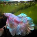 Pink Betta fish