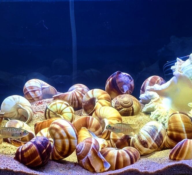 A 5-gallon tank set up with Brevis Shell Dwellers