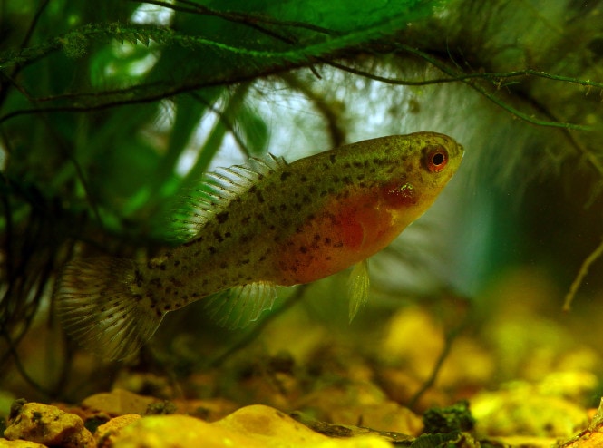 A female Pygmy Sunfish swimming in a planted aquarium