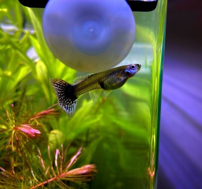 A small Guppy fish swimming next to the aquarium glass