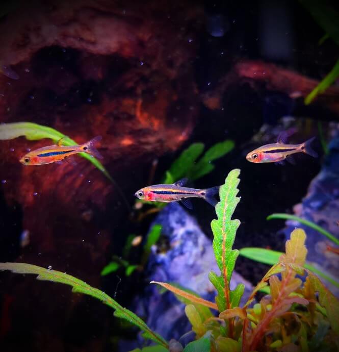 Three Least Rasboras swimming together in an aquarium