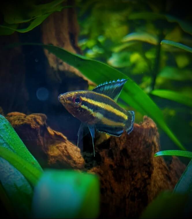 A close-up of a Licorice Gourami fish