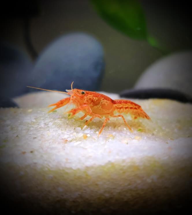 a Mexican Dwarf Crayfish