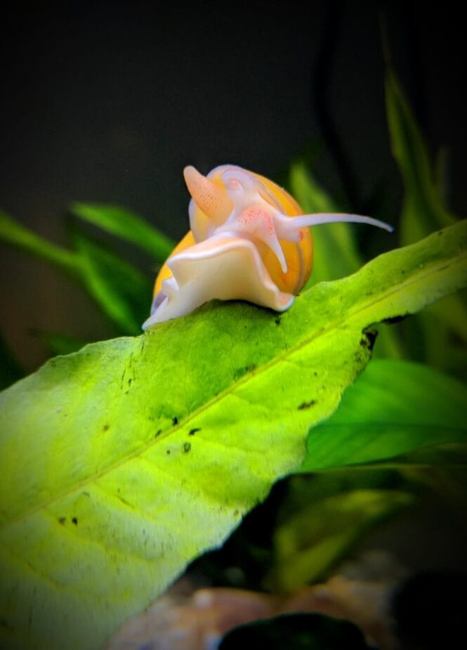 A Mystery Snail on a leaf