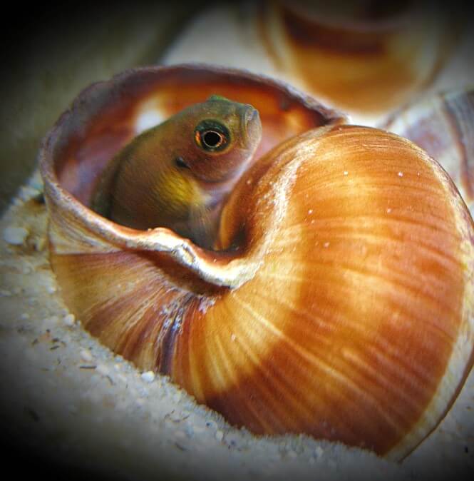 A Brevis Shell Dweller in its snail shell