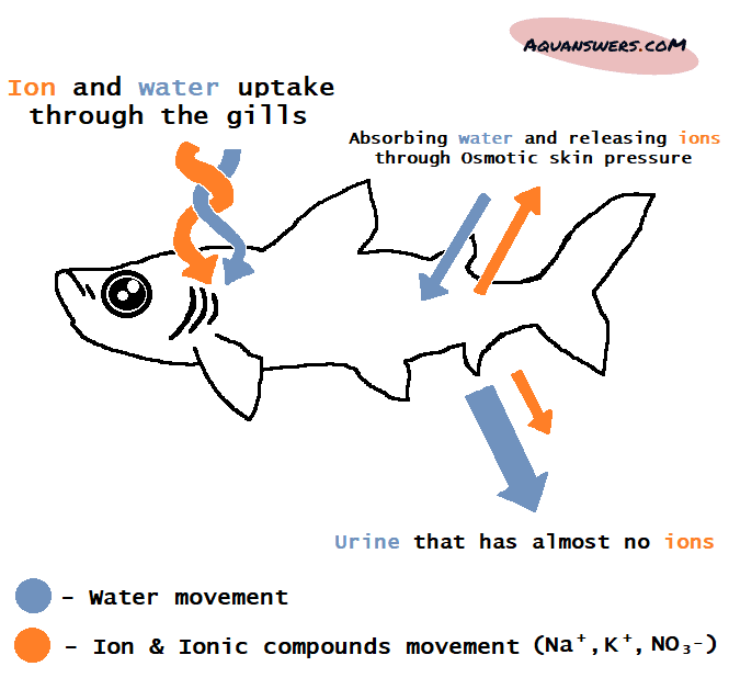 An illustration explaining how Osmoregulation works in freshwater fish