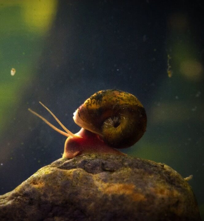 A Ramshorn snail