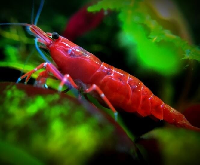 A close-up of an adult Red Cherry Shrimp
