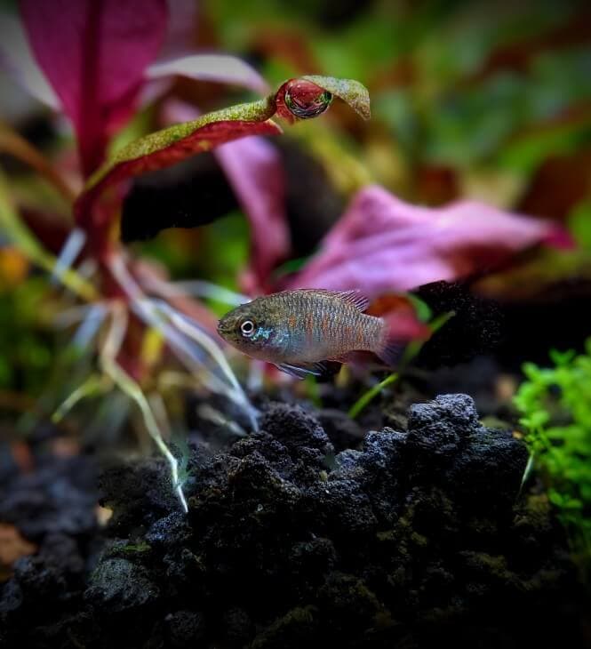 A young Scarlet Badis fish