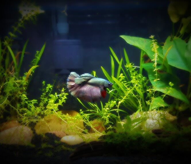 A small tank with a Betta fish and some freshwater plants