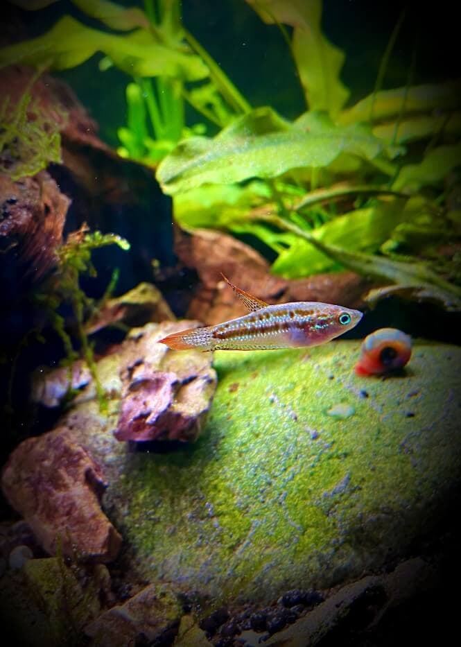 A small Sparkling Gourami fish