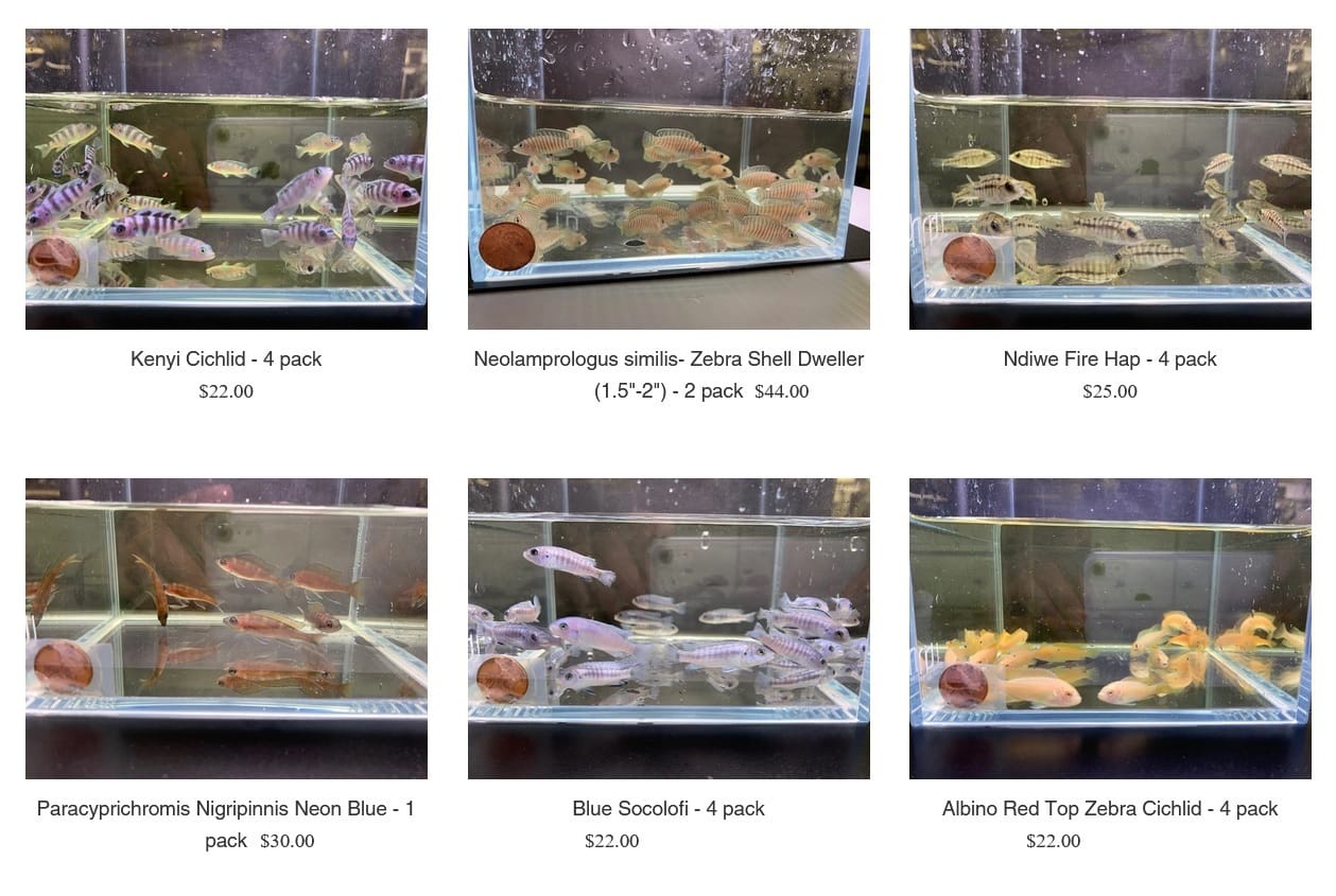 AquaHuna selection of Cichlids for sale