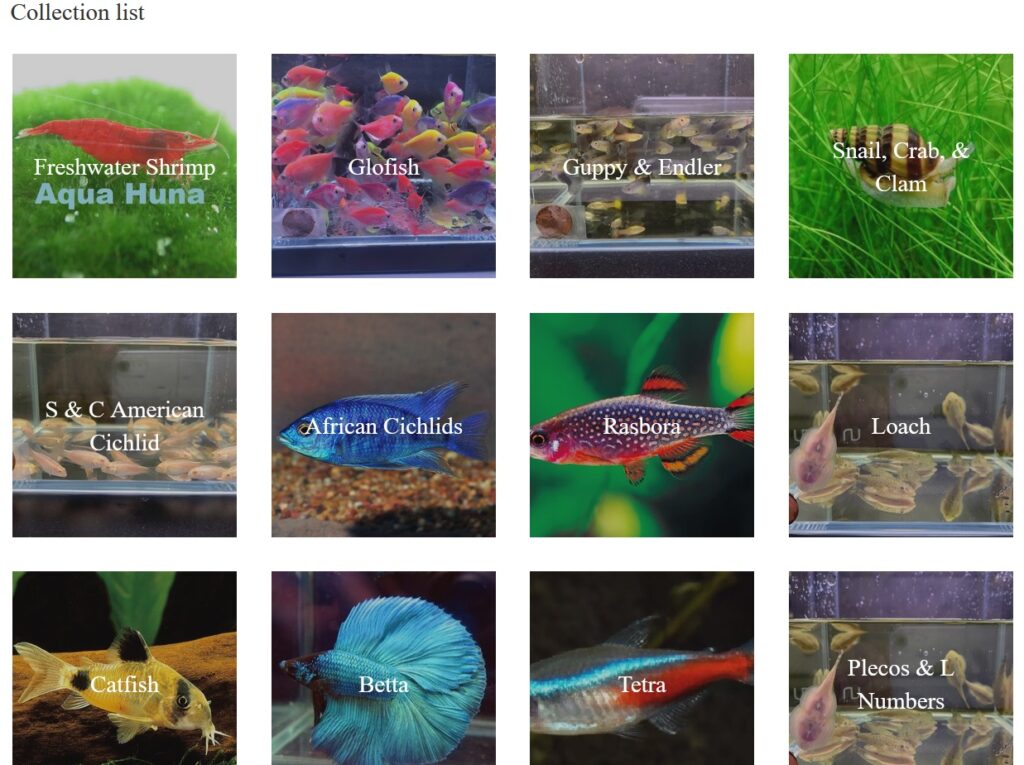 Best Online Fish Stores to Buy Live Aquarium Fish, Flora & Gear