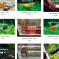 AquaHuna selection of freshwater shrimp