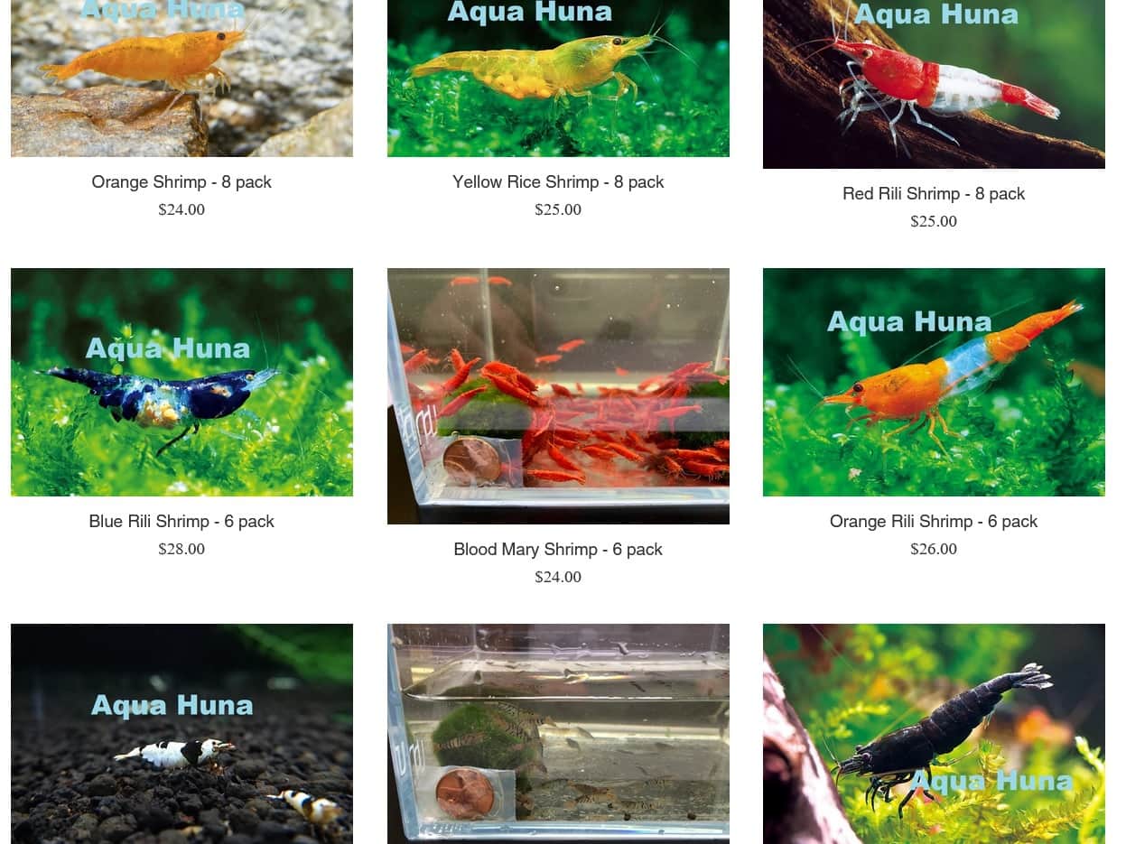 AquaHuna selection of freshwater shrimp