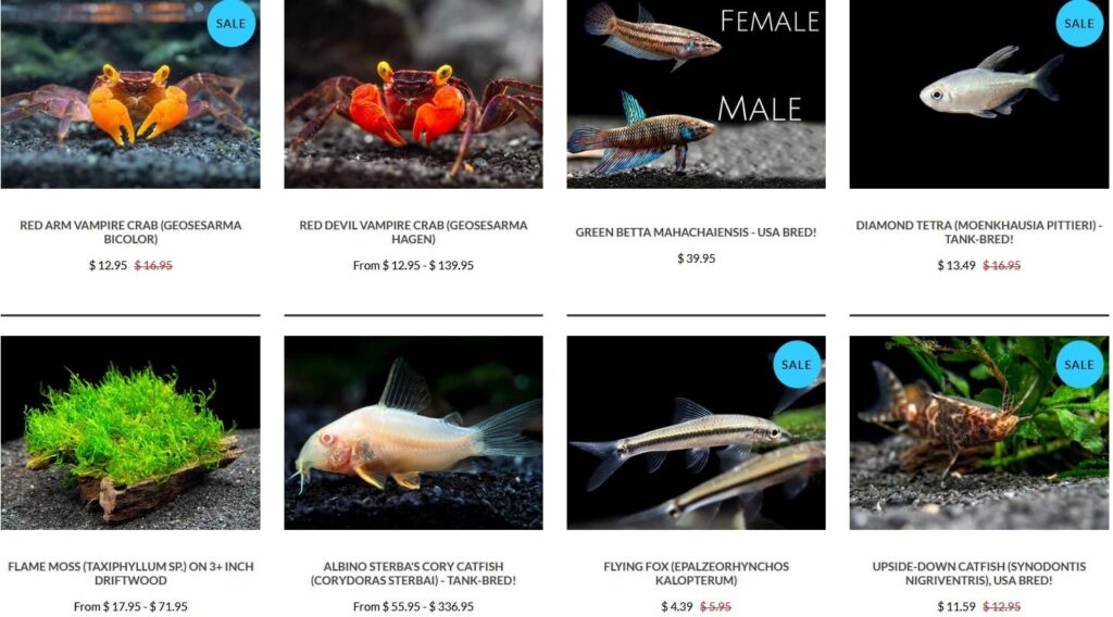 online live fish store