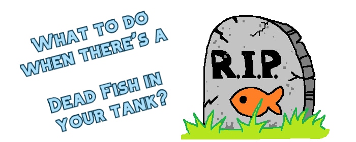 What To Do When There S A Dead Fish In Your Tank Aquanswers