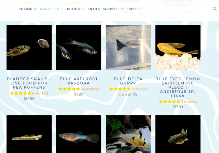 flip aquatics section with live nano fish for sale