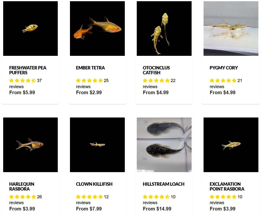 flipaquatics selection of nano fish