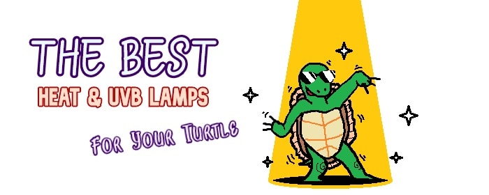 heat lamp for turtle header