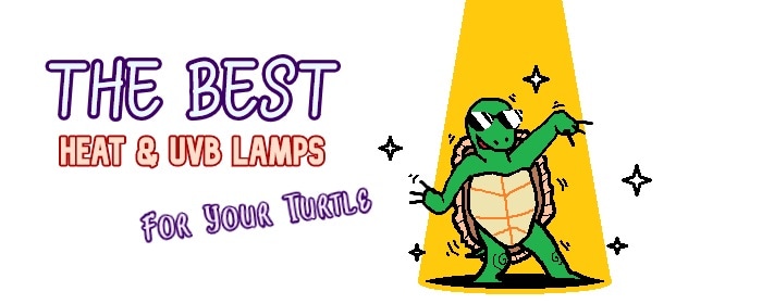 best uvb bulb for turtles