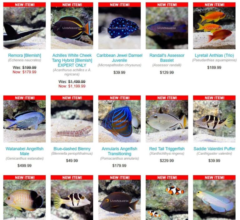 Best Online Fish Stores to Buy Live Aquarium Fish, Flora & Gear