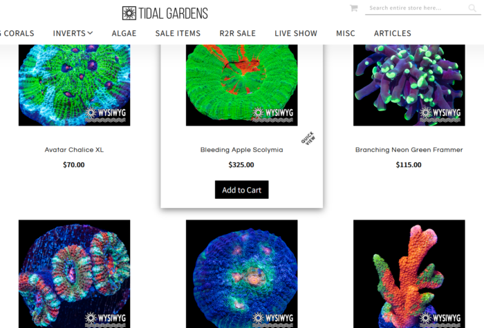 tidalgardens.com wysiwyg section with live corals for sale