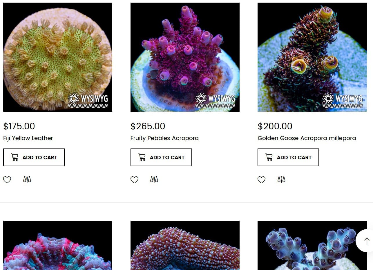 tidalgardens wysiwyg reef corals for sale