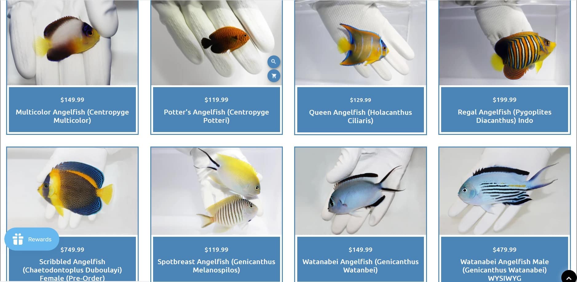tsmaquatics collection of live saltwater angelfish