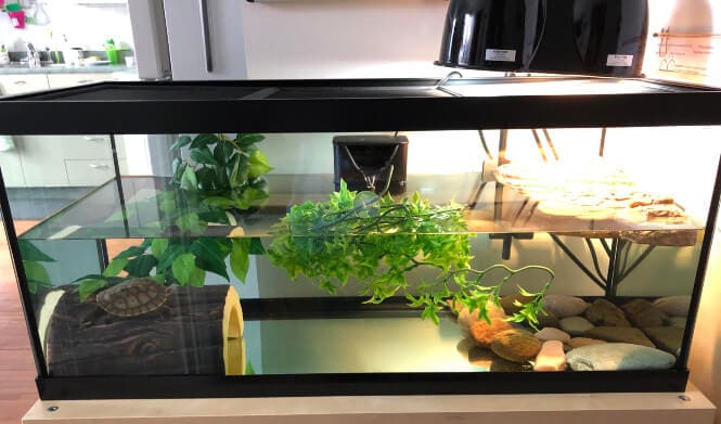 light for turtle tank