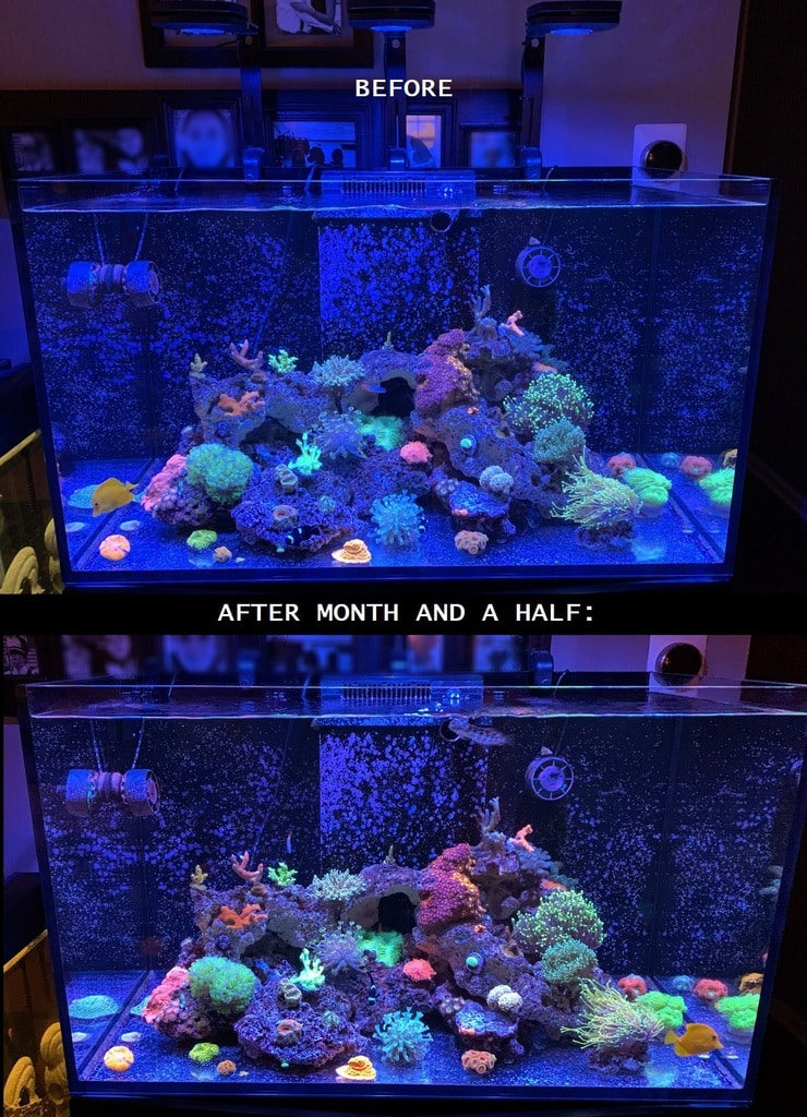 AI Prime 16HD growing some beautiful corals in a reef tank
