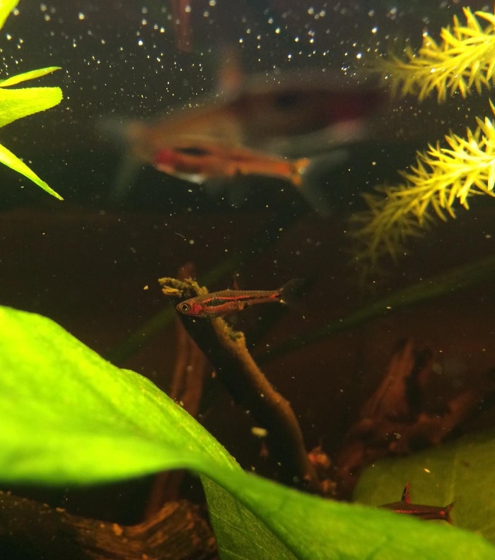 boraras brigittae in blackwateer planted aquarium