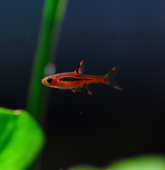 boraras brigittae a.k.a. the chili rasbora