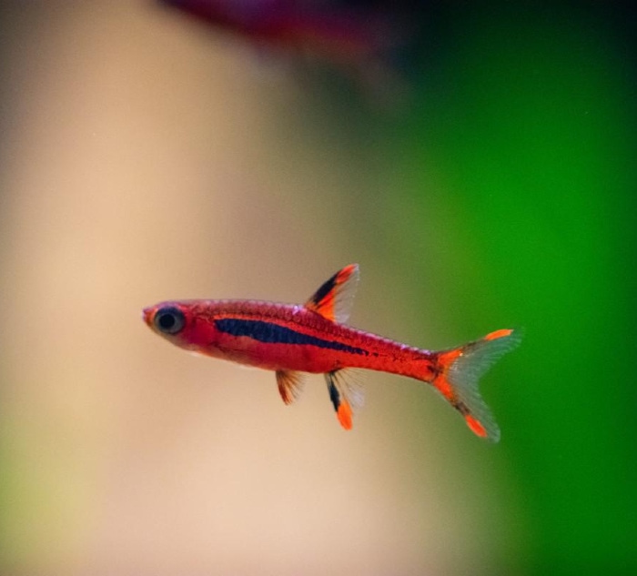 Chili Rasbora Close Up