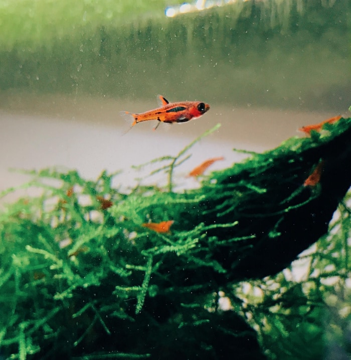 chili rasbora in shrimp aquarium