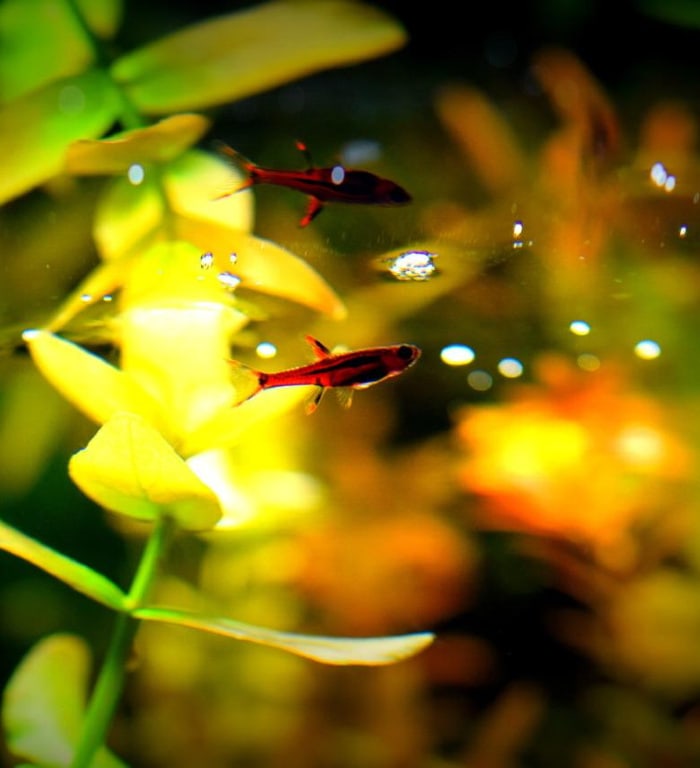 a chili rasbora in a blackwater aquarium