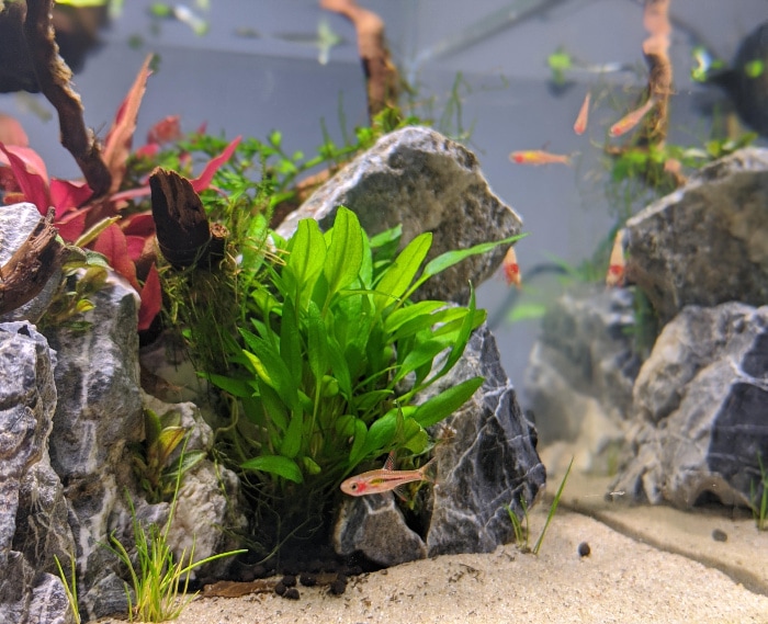 school of chili rasbora fish in a planted tank