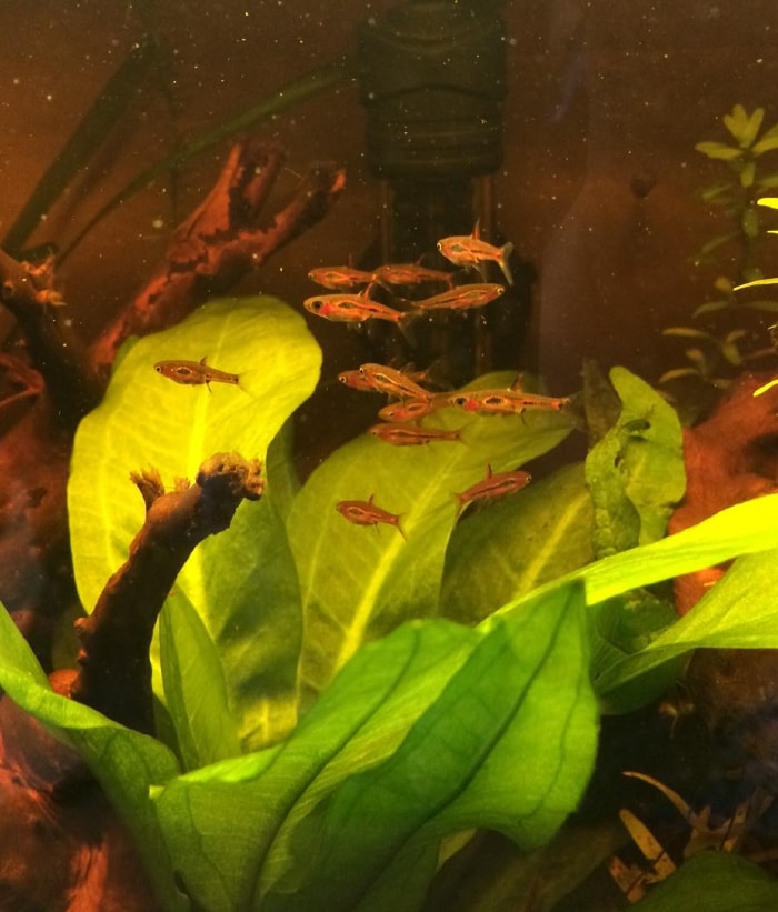 chili rasbora breeding