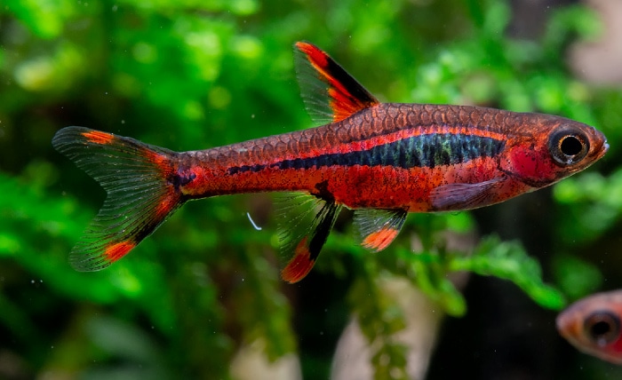 chili rasbora live fish