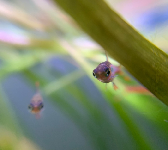 two Chili Rasbora fish facing the camera