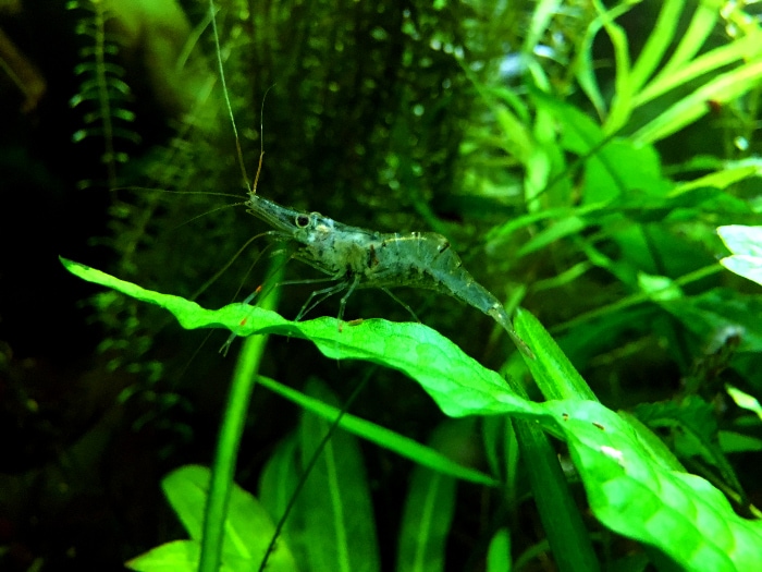 Ghost shrimp