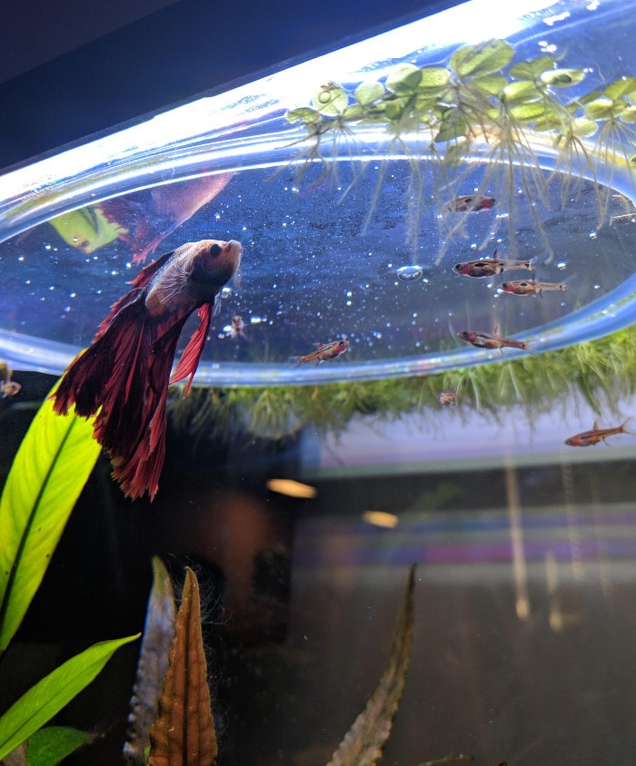 a group of chili rasboras with a betta fish