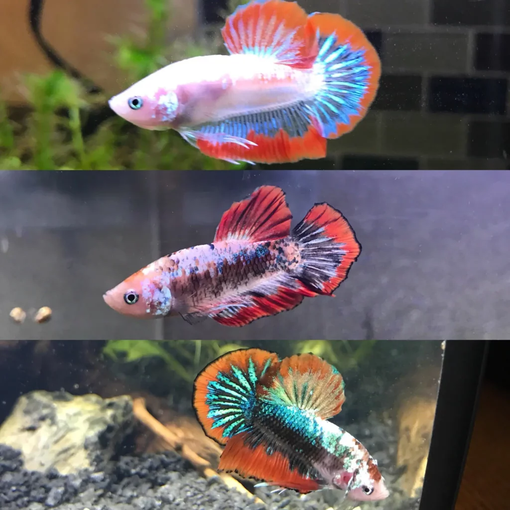 Betta changing colors for the third time